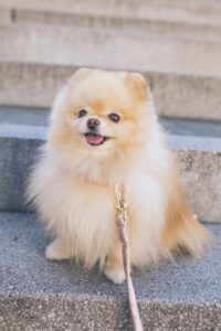 Adorable Pomeranian Dog Sitting - The Perfect Companion for Relaxation and Cuddle Time