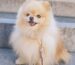Adorable Pomeranian Dog Sitting - The Perfect Companion for Relaxation and Cuddle Time